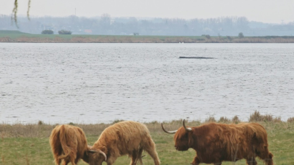 Backhaus: "Hei&szlig;e Phase" von Rettungsversuch f&uuml;r hilflosen Buckelwal begonnen