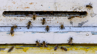 Saltano e si ricaricano da soli i robot-insetto per gli ambienti ostili