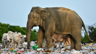Au Sri Lanka, le probl&egrave;me &eacute;l&eacute;phantesque des d&eacute;chets plastiques