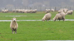 50 Schafe laufen in Supermarkt in Bayern - Penny will Patenschaft &uuml;bernehmen