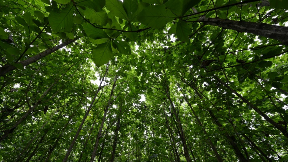 &iquest;Es absurdo plantar &aacute;rboles para combatir el cambio clim&aacute;tico?