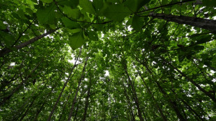 &iquest;Es absurdo plantar &aacute;rboles para combatir el cambio clim&aacute;tico?