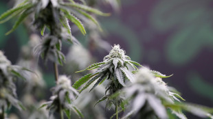 Trump allenta le restrizioni sulla marijuana a scopi medici