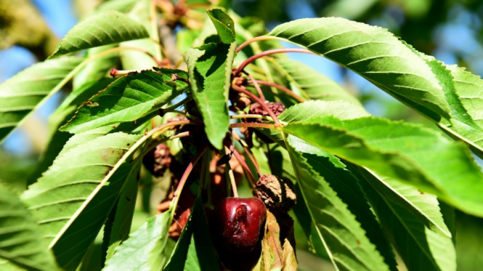 Des producteurs de cerises "d&eacute;courag&eacute;s" devant les ravages d'un moucheron