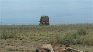 Au Kenya, la s&eacute;cheresse d&eacute;cime les animaux dans les parcs nationaux 