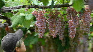 Le koshu, l'ascension d'un vin &agrave; l'&acirc;me japonaise