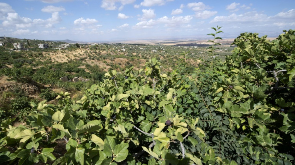 Tunisie: des "jardins suspendus" r&eacute;sistent &agrave; la s&eacute;cheresse