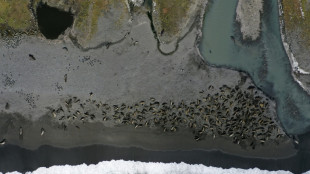 'Bleak' future for seals decimated by bird flu, scientists warn