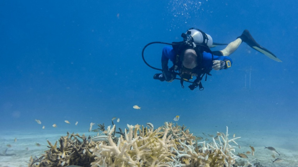 El Nino a 'terrifying' threat to coral reefs: UN biodiversity expert