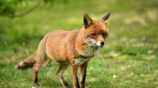 Gefl&uuml;gelpest erstmals in Deutschland bei F&uuml;chsen nachgewiesen