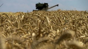Ukrainische Regierung bef&uuml;rchtet R&uuml;ckgang der Weizenernte um ein Drittel