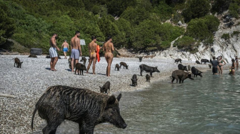 Gr&egrave;ce: nager avec de petits cochons noirs en mer Ionienne