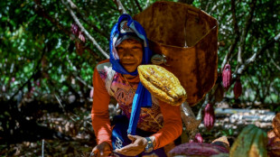 En Colombie, coca&iuml;ne contre cacao, ou le chocolat du "triangle de la coca"