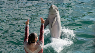 Un parque acu&aacute;tico franc&eacute;s planea transferir sus orcas y delfines a Espa&ntilde;a