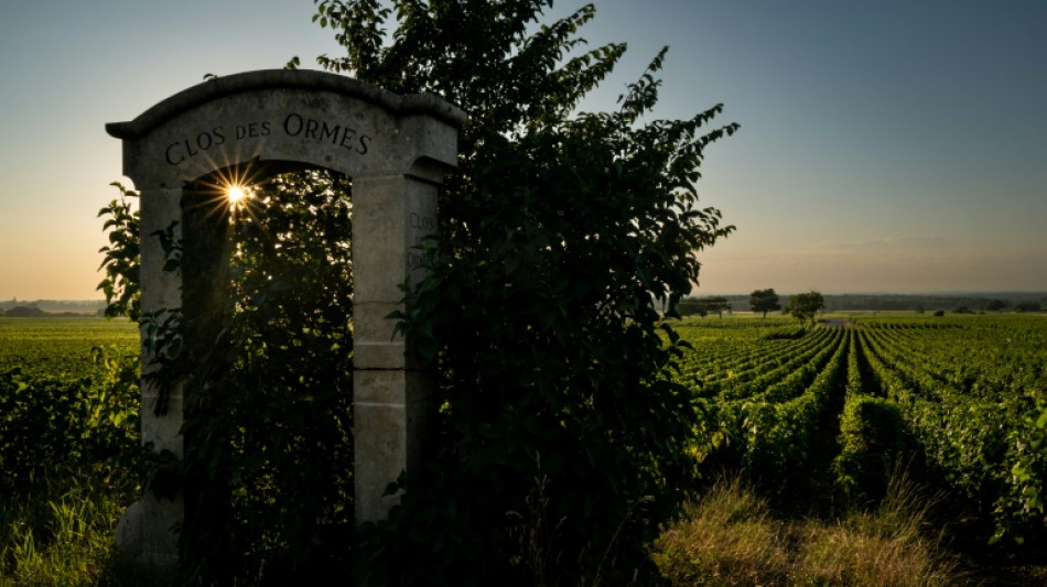 Le Pinot noir actuel &eacute;tait d&eacute;j&agrave; cultiv&eacute; en France au Moyen-Age