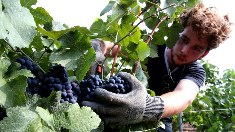 Vendanges 2022: la production de vin en hausse en d&eacute;pit de la s&eacute;cheresse