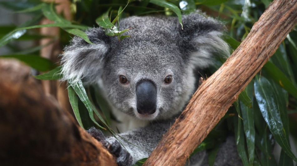 Australia warns koalas 'endangered' as numbers plunge