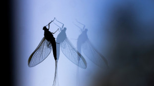 Drivers help study road-trip mystery: what became of bug splats?