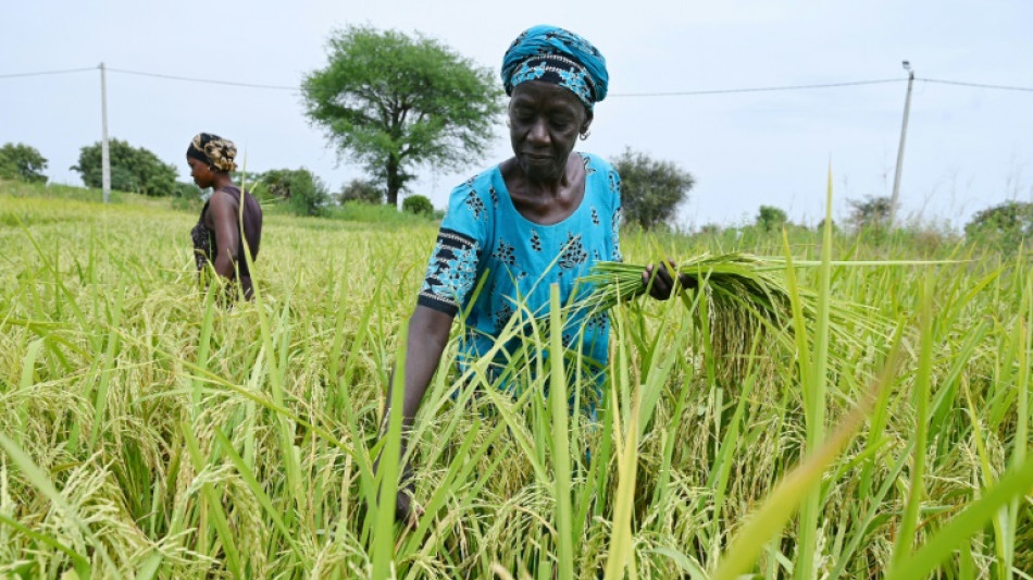 L'Afrique bataille pour briser sa d&eacute;pendance au riz indien sous restrictions