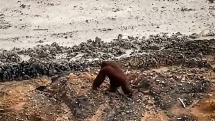 Un orangután perdido en una mina de carbón ilustra la deforestación en en Indonesia