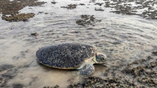 El calentamiento global merma la poblaci&oacute;n de tortugas macho en Yemen