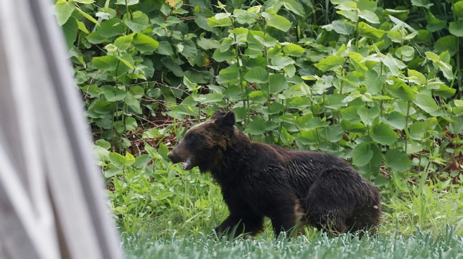 Un oso decide un torneo de golf en Japón