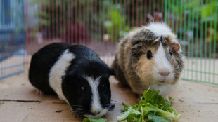 Passant rettet in Heidelberg f&uuml;nf Meerschweinchen aus Sperrm&uuml;ll