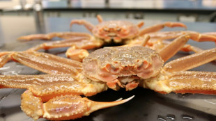 En Alaska, le changement climatique point&eacute; du doigt dans le d&eacute;clin de crabes embl&eacute;matiques