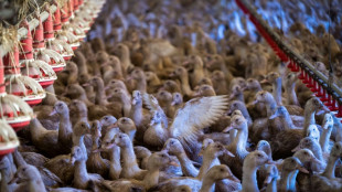 Crise aviaire: les fermiers &eacute;l&egrave;vent des canes, moins rentables pour le foie gras