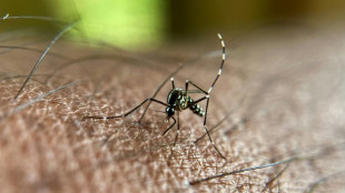 Chikungunya: l'épidémie décline encore à la Réunion, pas de transmission signalée en métropole