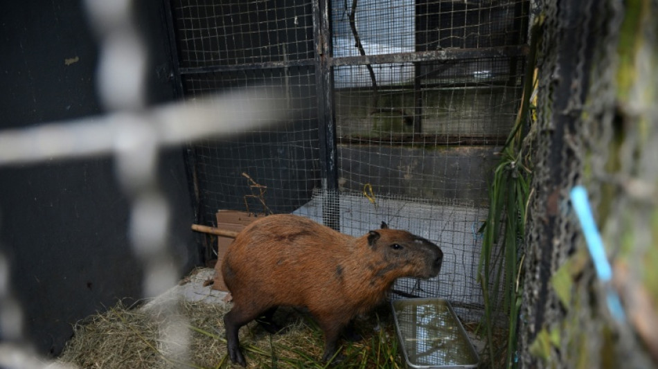 Eight people arrested in Brazil for 'brutal' attack on capybara