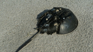 Conservationists sue Trump admin over inaction on horseshoe crabs