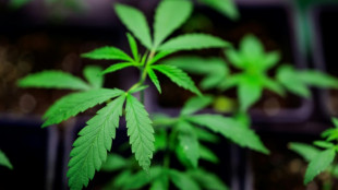 Mehr Spielraum f&uuml;r Beh&ouml;rden: Bundesrat billigt &Auml;nderungen am Cannabisgesetz