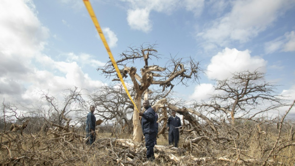 Dans sa qu&ecirc;te d'une croissance plus verte, le Kenya mise sur les cr&eacute;dits carbone 
