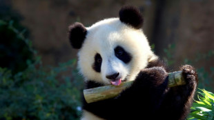 Record de fr&eacute;quentation au Zoo de Beauval : 2 millions de visiteurs en 2022 