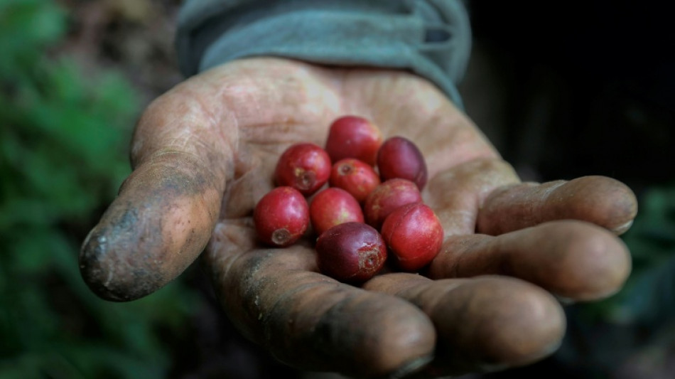 Colombia registra su mayor producción de café en 33 años