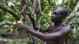 Nigeria seeks to cash in on soaring cocoa prices