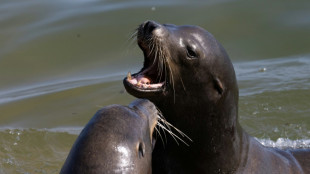 Un homme recherch&eacute; aux Etats-Unis pour avoir d&eacute;capit&eacute; un lion de mer