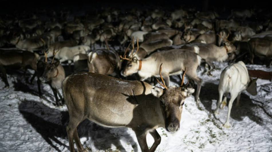 Dans l'Arctique finlandais, les &eacute;leveurs de rennes cohabitent difficilement avec l'arm&eacute;e
