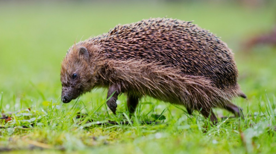 Mowed down by cars, European hedgehog numbers shrinking