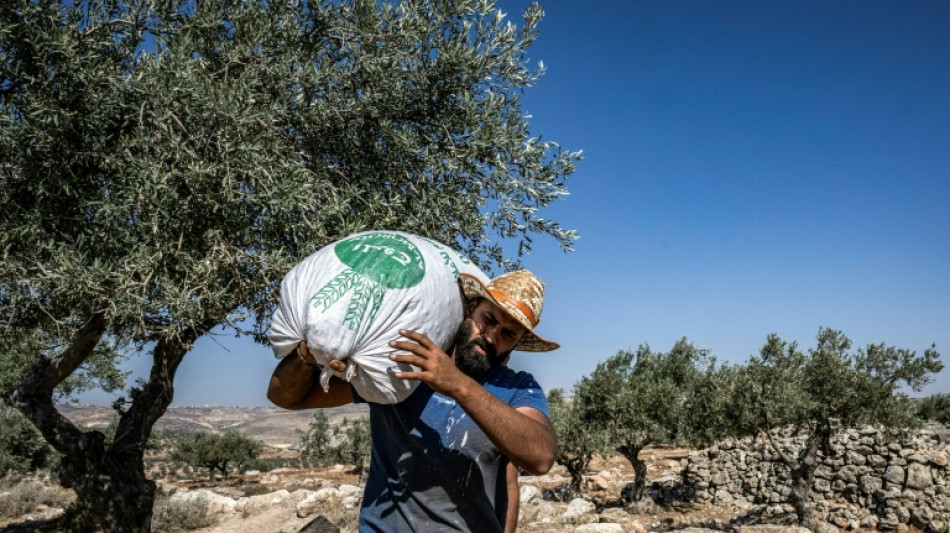 Rabino ajuda agricultores da Cisjord&acirc;nia contra viol&ecirc;ncia dos colonos