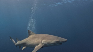 Egypte: un touriste italien tu&eacute; par un requin en mer Rouge