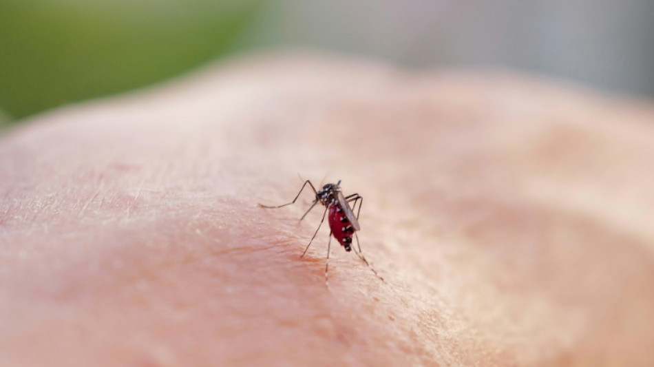 A Antibes, principal "cluster" de chikungunya, sensibiliser sans apeurer