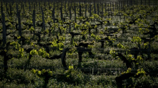 Climat: près de Bordeaux, levures et porte-greffe à la rescousse du vin