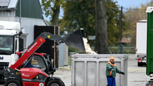 Medio millón de aves de corral sacrificadas en Alemania por gripe aviar