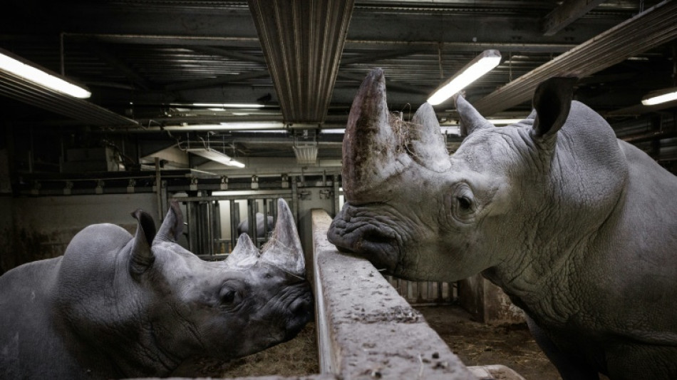 Wami, l'embl&eacute;matique rhinoc&eacute;ros du Zoo de Paris s'est envol&eacute; pour le Mexique
