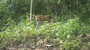 Des photos rarissimes de léopards prises au Bangladesh