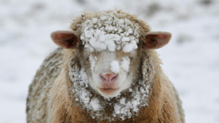 20-J&auml;hriger stiehlt in Erfurt zwei Schafe und h&auml;lt sie in Wohnhaus