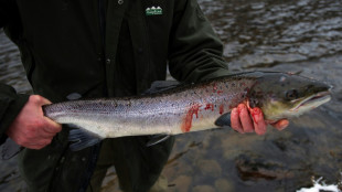 En Ecosse, les p&ecirc;cheurs d&eacute;sesp&egrave;rent face &agrave; la disparition des saumons sauvages