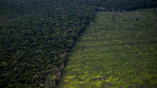 D&eacute;forestation : les eurod&eacute;put&eacute;s durcissent le texte pour verdir les importations de l'UE